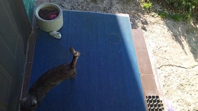 В гости пришла кошка покушать.