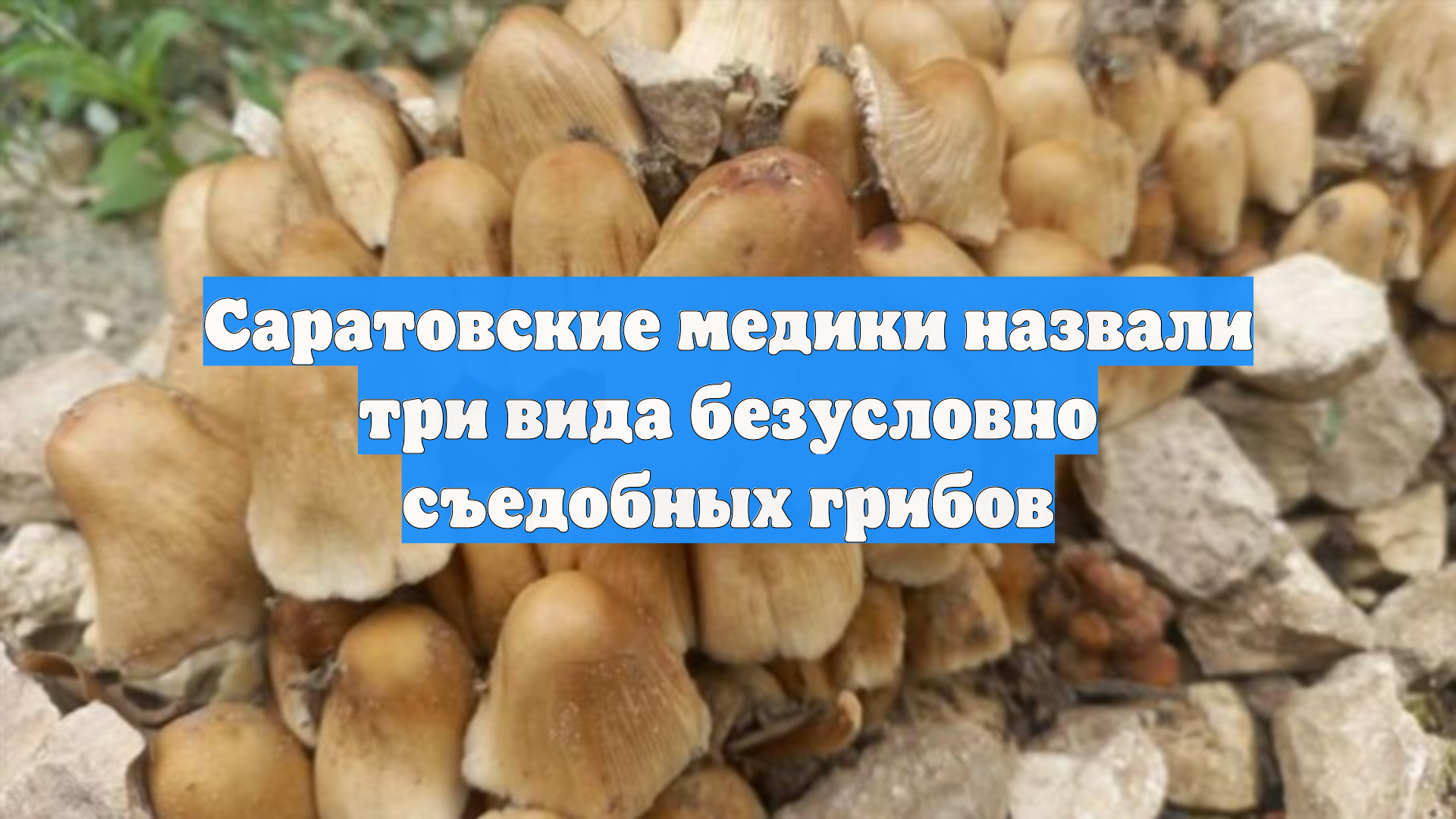 Саратовские медики назвали три вида безусловно съедобных грибов
