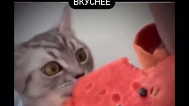 @video_smeshnyе.mp4