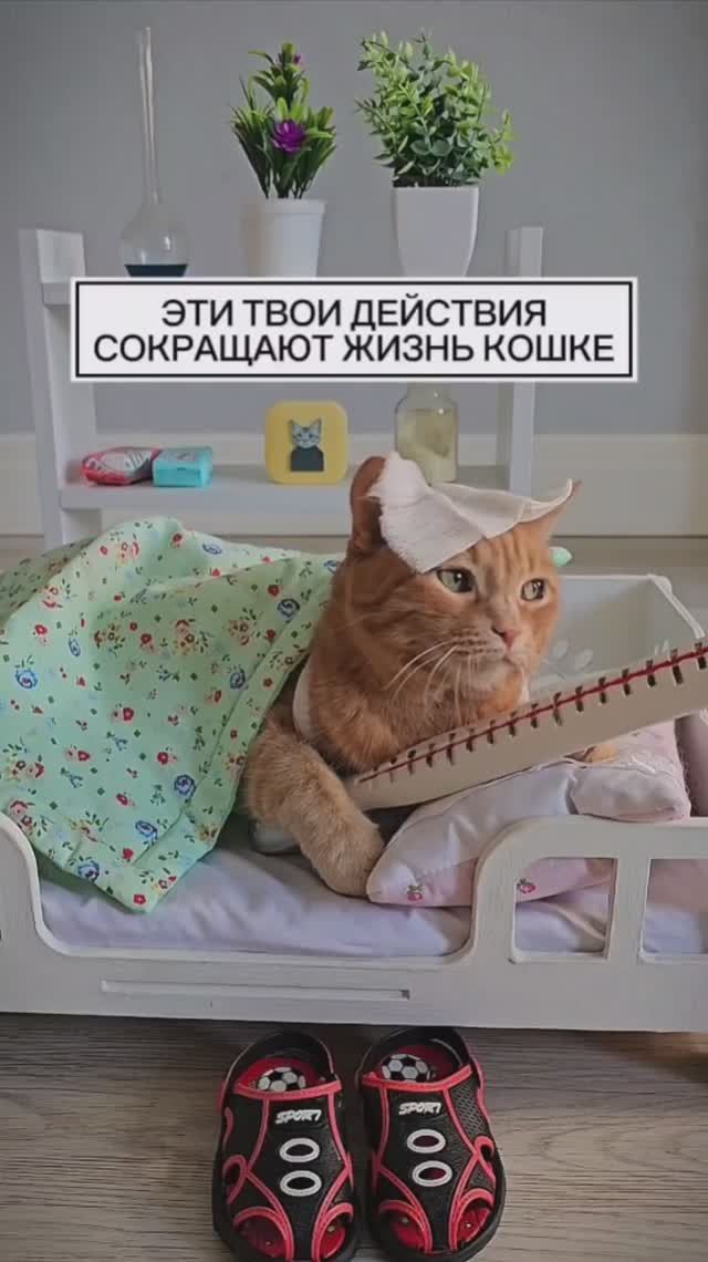 Эти твои действия сокращают жизнь кошке