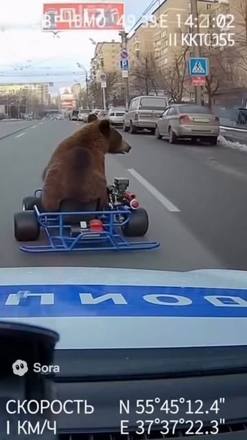 Медведь на карте 🐻🐻🐻