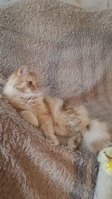 😸левша или правша ? 😻‼️