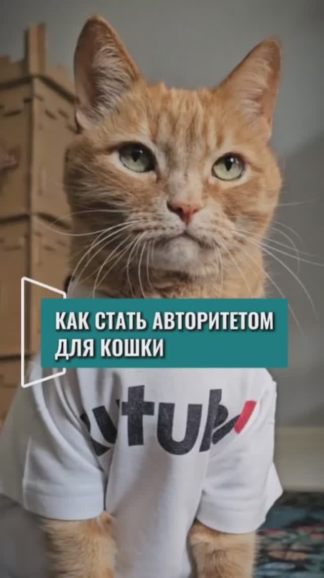 Как стать авторитетом для кошки