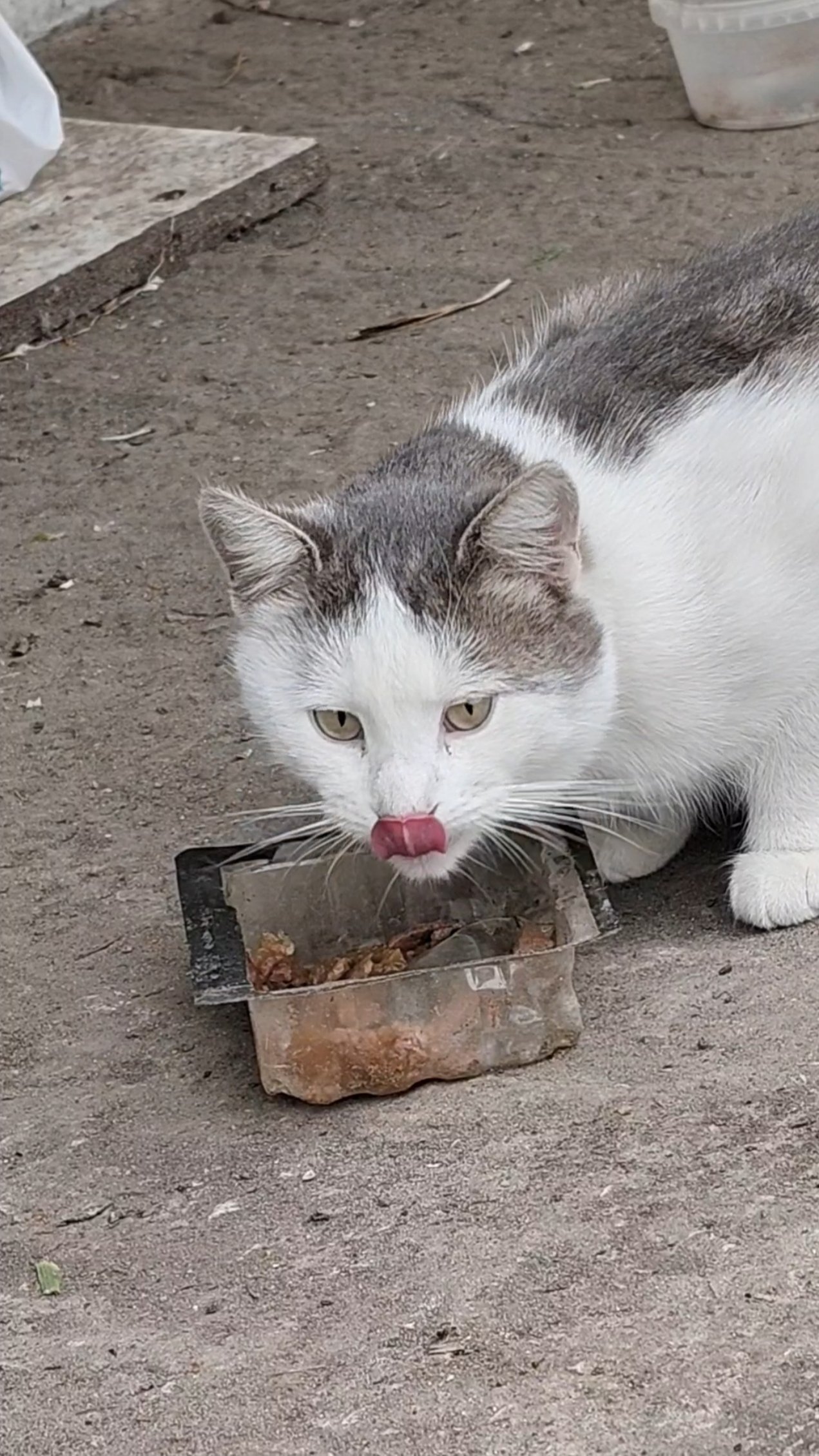 Кормим котиков 😺