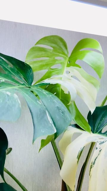 Монстера Альба