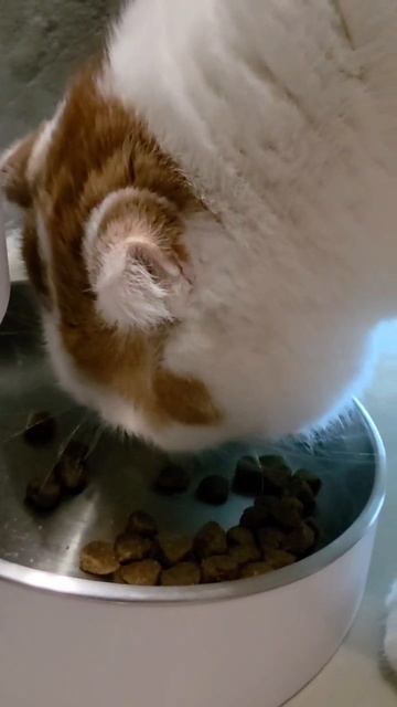 Важный домашний котик | Джулиан