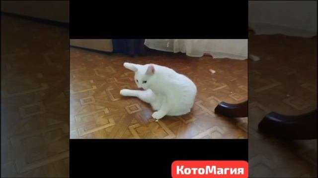 Утренняя котоМагия Передержки '34'.