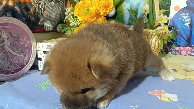 мальчик белый ошейник 04.10.25