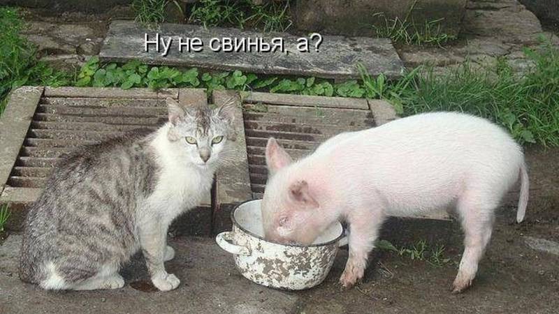 Приколы_с_котами_С_ОЗВУЧКОЙ_Смешные_коты_Самые_смешные_животные