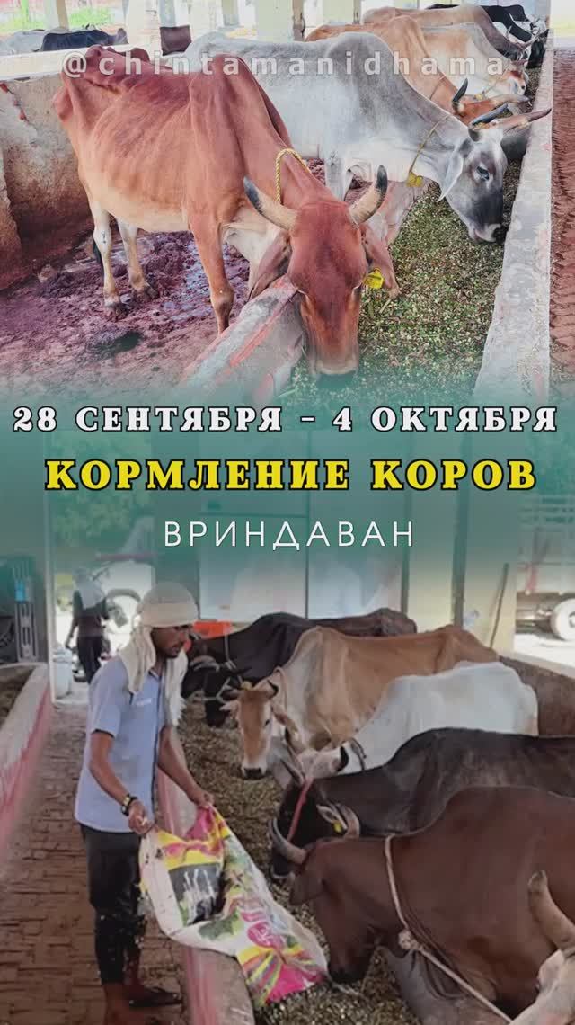28 сентября - 4 октября. Видеоотчет о кормлении коров