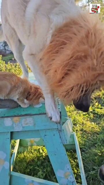 Ты подрастай сынок подрастай маленький Рыжуля-Прыжуля 🌞😻❤️🐈⚡️