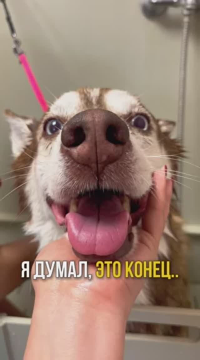 Твоя собака любит пахнуть собакой, часто мыть её не стоит 😅 Подписывайся!