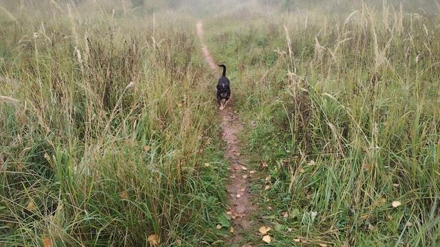 Чуха! Ко мне!