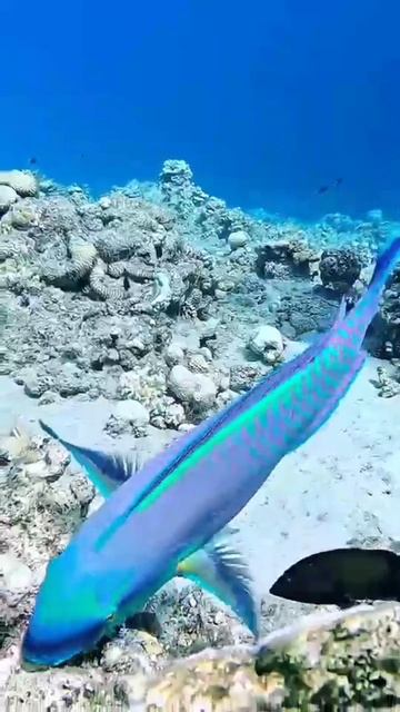 Подводный мир. Релакс.