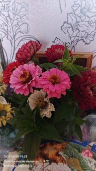 🎥4.✨Мои цинии,шикарный букет✨🌼🪻🍀