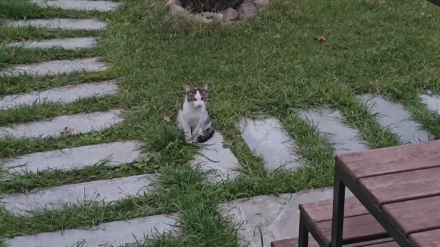 🐈🐈🐈Клёпа явился, а головы закончились, пришлось ехать