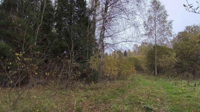 Осенний лес. ч.1. Октябрь 2025