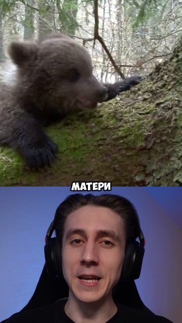 ФАКТЫ О МЕДВЕЖАТАХ