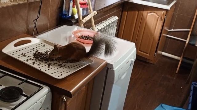 воскресные белки за окном и в доме.