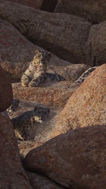 Наш TG Https://t.me/liveofcats