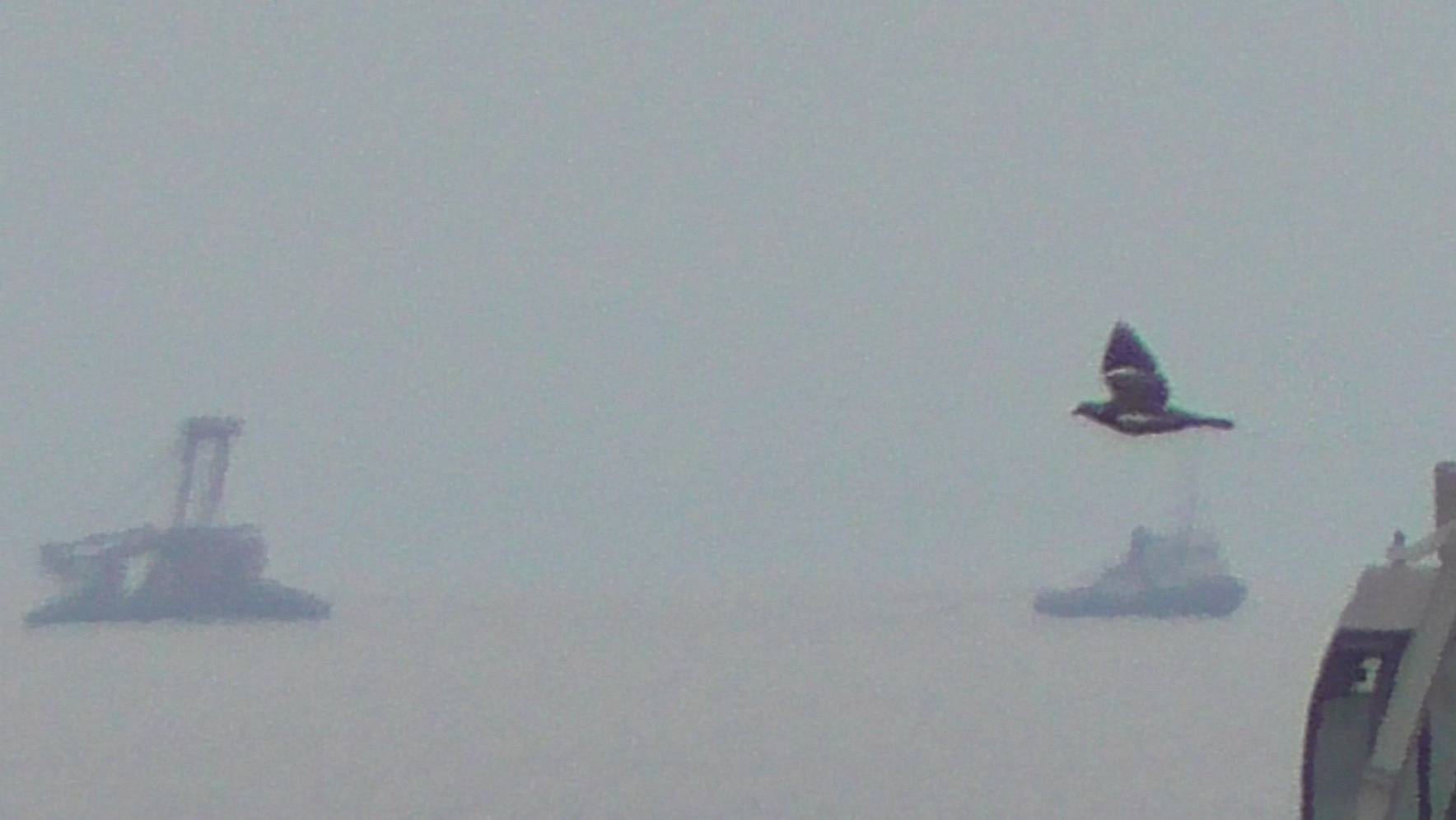 Буксир тянет морской кран.