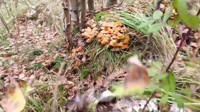 Опята (03.10.25)