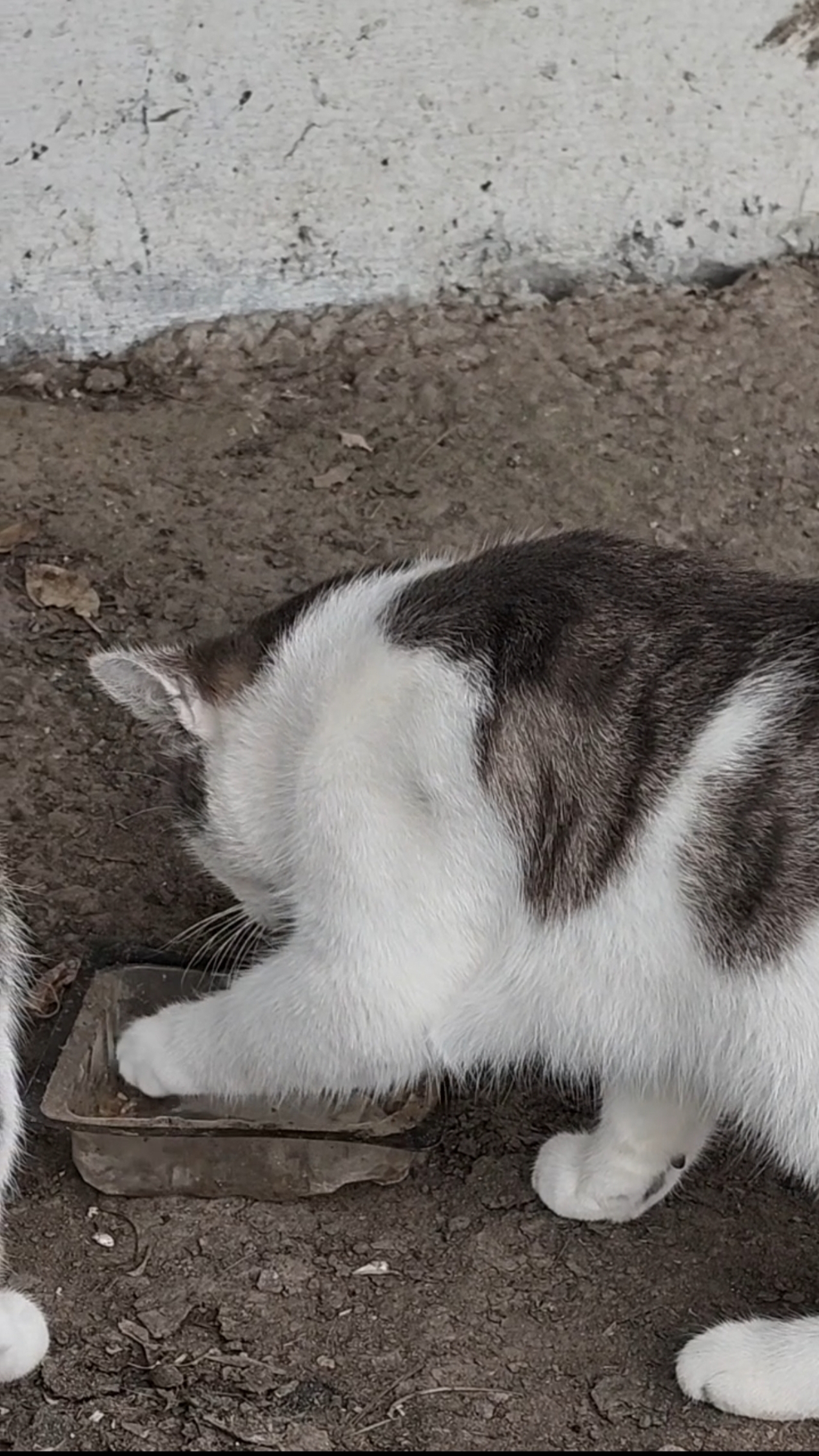 Кошка помогает себе лапкой)