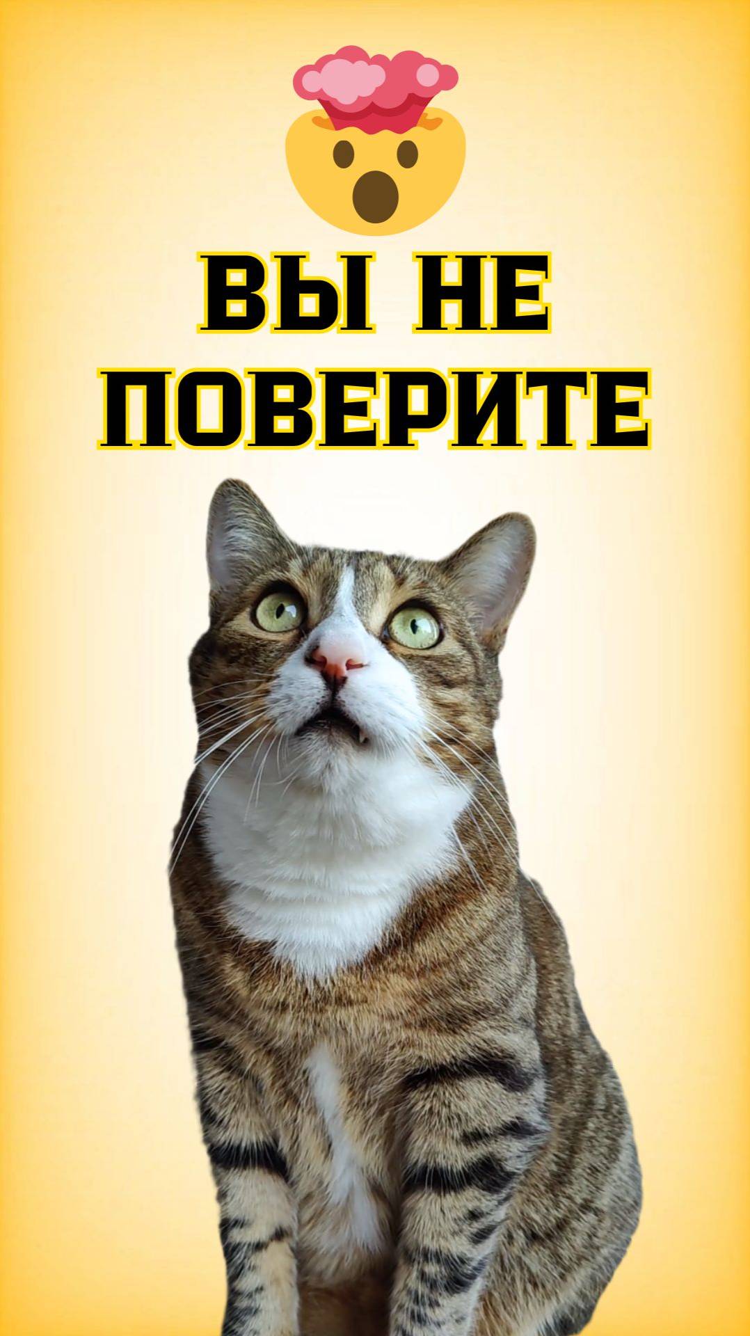 Вы точно не поверите!🙀