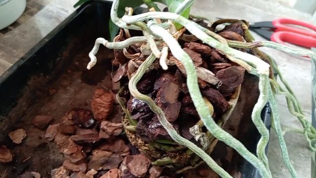 Пересадка орхидеи Swet Girl. Косы в горшок#орхомания #орхидеи # Orchid #nature