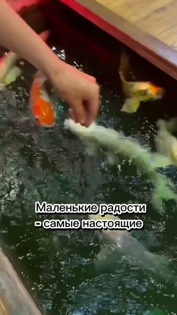 Вы когда-нибудь были во Вьетнаме? Я там буквально взорвалась от эмоций. #travel #тренды #путешествия