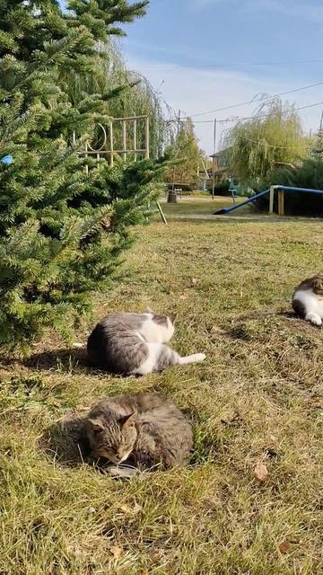 Котики балдеют на солнышке))
