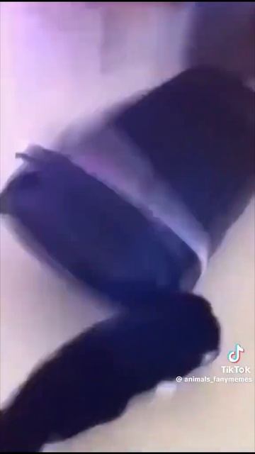 Грация оставила их 😅