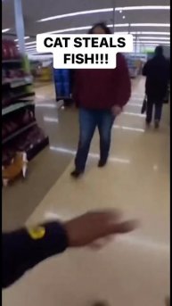 Кот украл рыбу из супермаркета