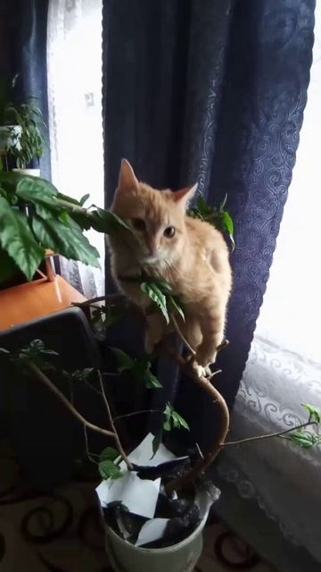 Котик скалолаз