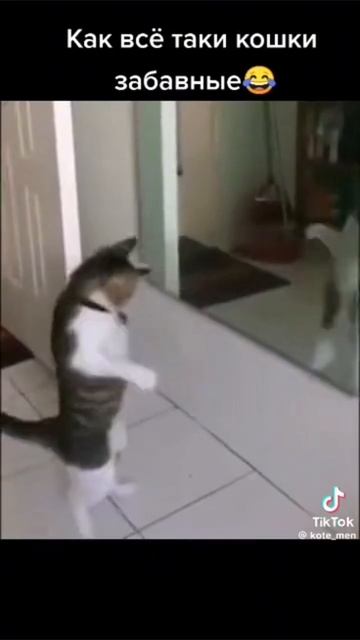 приколы