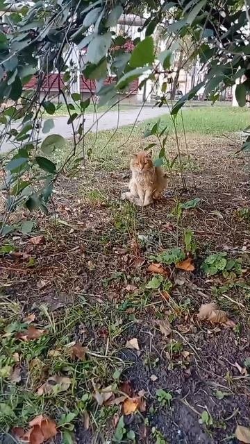 котик