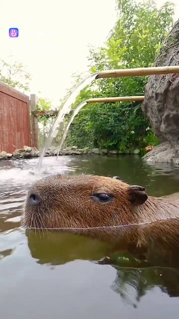 Капибара наслаждается жизнью