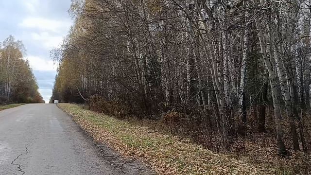 В ЛЕС ЗА ГРИБАМИ, МАЛЕНЬКО НАБРАЛИ.