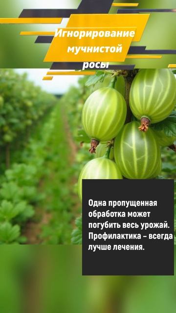 5 главных ошибок при выращивании крыжовника ❌