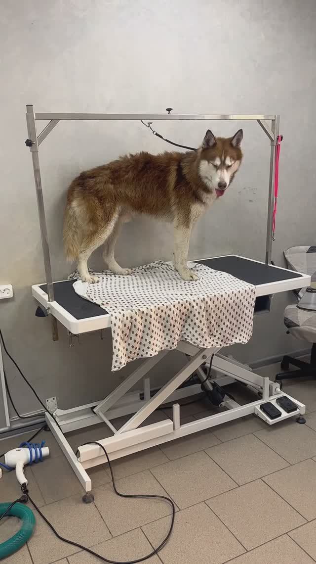 Подробности завтра, подпишись, чтобы не пропустить ❤️🐾