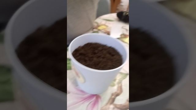 сажаю кактус