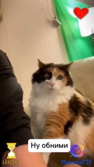 💻 Кот, который любит обнимашки