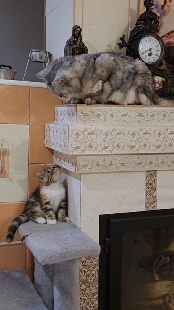 Ну когда же я вырасту?😺❤️