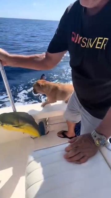 Я тоже такую 🐠 хочу!))
