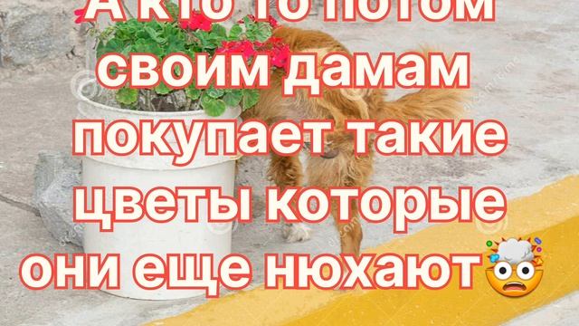 Цветы, правда жизни.