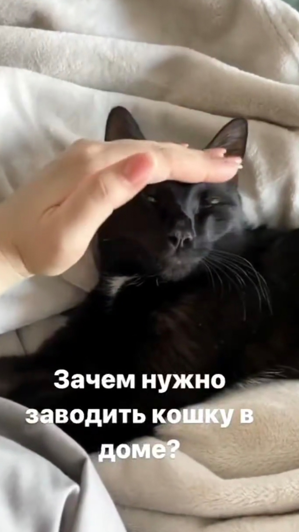 #shorts #comedy #cat