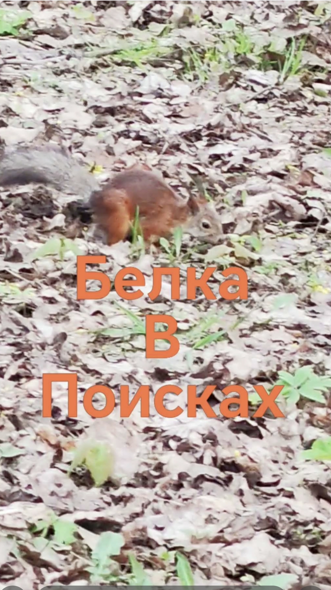 Встретили белку🤗