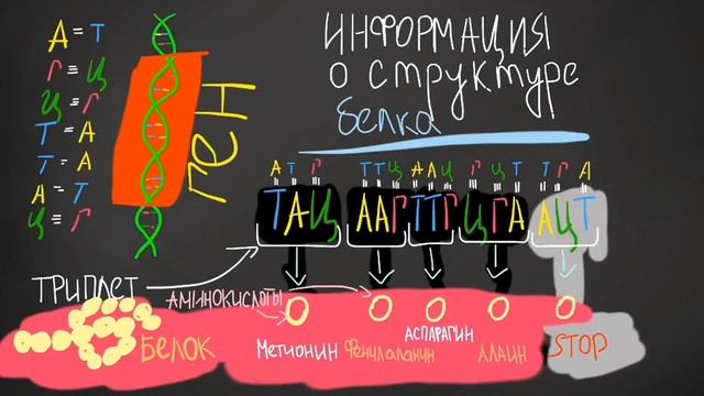 ДНК и РНК. Биосинтез белка