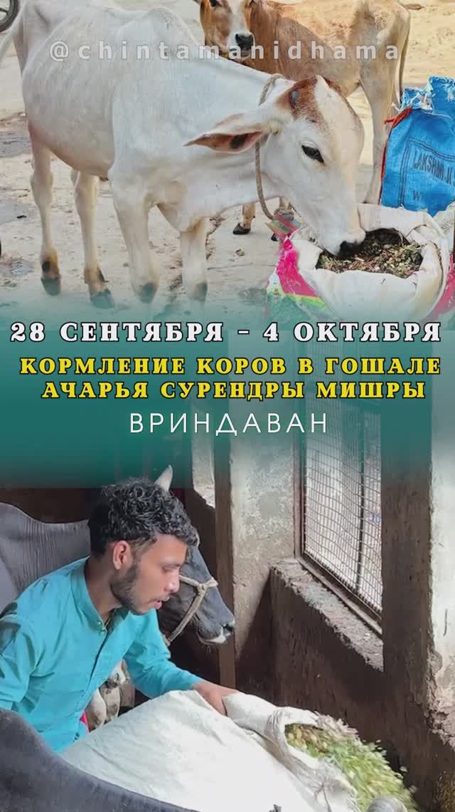 28 сентября - 4 октября. Видеоотчет о кормлении коров в гошале Ачарья Сурендры Мишры