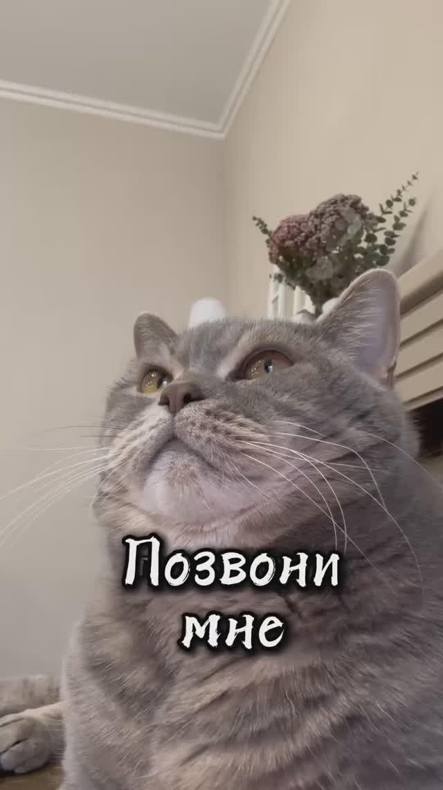 Позвони коту